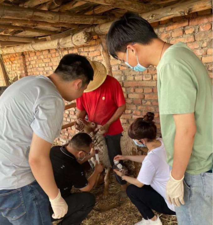 图3 参培教师在40℃高温的条件下到大农业饲养场采集实验所需的绵羊血